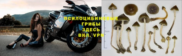 ПСИЛОЦИБИНОВЫЕ ГРИБЫ Ельня