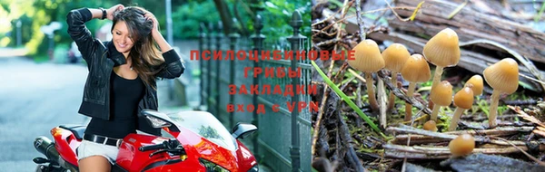 ГАЛЛЮЦИНОГЕННЫЕ ГРИБЫ Елизово